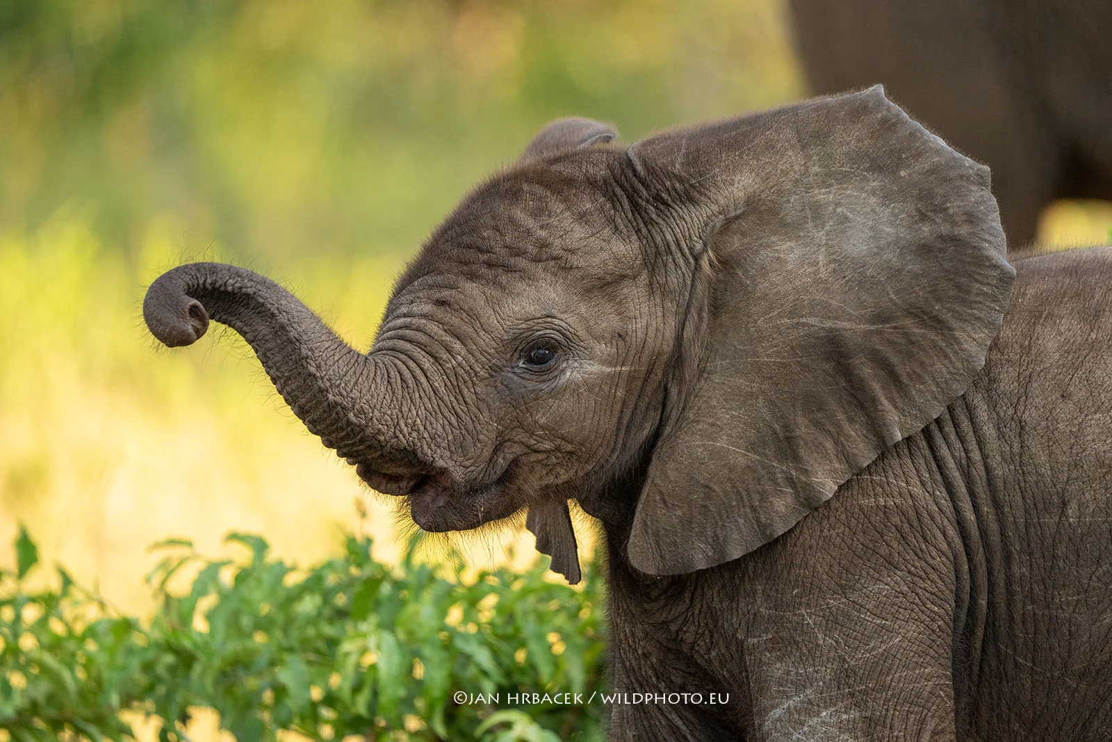 Moremi Game Reserve, Botswana